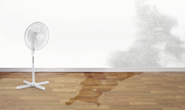 Best Mold removal after water damage  in Frostburg, MD